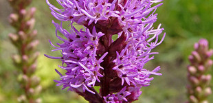 Füzéres díszcsorba (<i>Liatris spicata</i>)