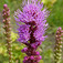 Füzéres díszcsorba (<i>Liatris spicata</i>)