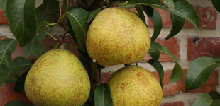 Esperen bergamottja körte (<i>Pyrus communis</i> ''Bergamott Esperen'')