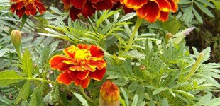 Bársonyvirág (<i>Tagetes sp.</i>)