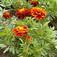 Bársonyvirág (<i>Tagetes sp.</i>)