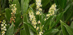 Babérmeggy (<i>Prunus laurocerasus</i>)