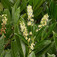 Babérmeggy (<i>Prunus laurocerasus</i>)