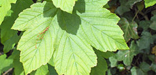 Juhar (<i>Acer x freemanii</i>)