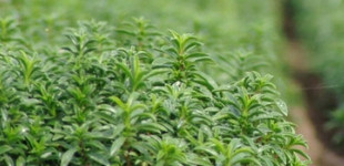 Borsikafű (<i>Satureja hortensis</i>)