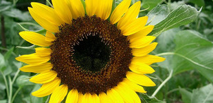 Napraforgó (<i>Helianthus</i>)