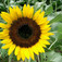 Napraforgó (<i>Helianthus</i>)