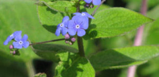 Kerti nefelejcs (<i>Myosotis sylvatica</i>)