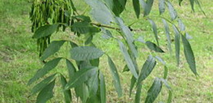 Magas kőris (<i>Fraxinus excelsior</i>)