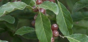 Pirostermésű ezüstfa  (<i>Elaeagnus umbellata</i>)
