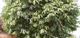 Oszlopos vadgesztenye (<i>Aesculus hippocastanum</i> 'Pyramidalis')