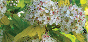 Hólyagvessző (<i>Physocarpus opulifolius</i>)