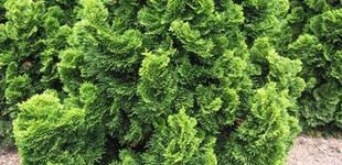 Hinoki álciprus (<i>Chamaecyparis obtusa</i> 'Nana Gracilis')