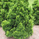 Hinoki álciprus (<i>Chamaecyparis obtusa</i> 'Nana Gracilis')