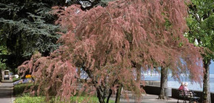 Kerti tamariska (<i>Tamarix tetrandra</i>)