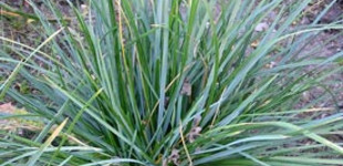 Nyúlfarkfű (<i>Sesleria</i>)