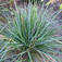 Nyúlfarkfű (<i>Sesleria</i>)