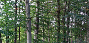 Bükk (<i>Fagus sylvatica</i>)