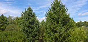 Görög jegenyefenyő (<i>Abies cephalonica</i>)