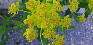 Mocsári kutyatej (<i>Euphorbia palustris</i>)