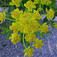 Mocsári kutyatej (<i>Euphorbia palustris</i>)