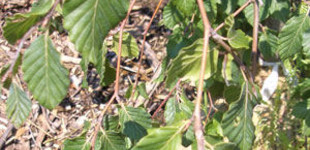 Szomorú bükk (<i>Fagus sylvatica</i> 'Pendula')