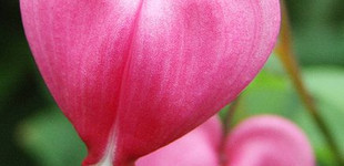 Nagy szívvirág (<i>Dicentra spectabilis</i>)