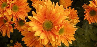 Krizantém (<i>Chrysanthemum x hortorum</i>)