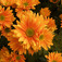 Krizantém (<i>Chrysanthemum x hortorum</i>)