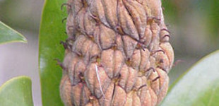 Örökzöld liliomfa (<i>Magnolia grandiflora</i>)