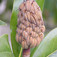 Örökzöld liliomfa (<i>Magnolia grandiflora</i>)