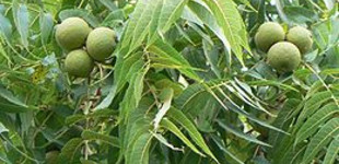 Fekete dió (<i>Juglans nigra</i>)