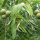 Fekete dió (<i>Juglans nigra</i>)