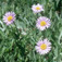 Seprence (<i>Erigeron x hybridus</i>)