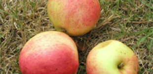 'Tordai piros kálvil' alma (<i>Malus domestica</i> ''Tordai piros kálvil'')