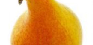 Nagy szegfűkörte (<i>Pyrus communis</i> ''Nagy szegfű'')