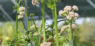 Macskagyökér (<i>Valeriana officinalis</i>)