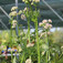 Macskagyökér (<i>Valeriana officinalis</i>)