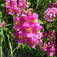 Oroszlánszáj (<i>Antirrhinum majus</i>)