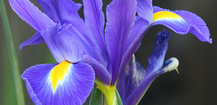 Nőszirom (<i>Iris sp.</i>)