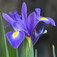 Nőszirom (<i>Iris sp.</i>)