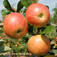 'James Grieve' alma (<i>Malus domestica</i> ''James Grieve'')
