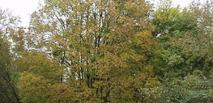 Mezei juhar (<i>Acer campestre</i>)