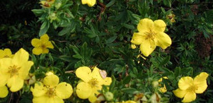 Pimpó (<i>Potentilla fruticosa</i>)