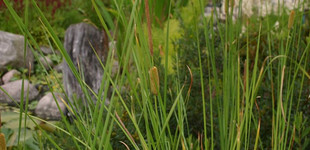 Apró gyékény (<i>Typha minima</i>)