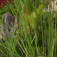 Apró gyékény (<i>Typha minima</i>)