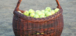 'Szentiványi' alma (<i>Malus domestica</i> ''Szentiványi'')