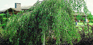 Csüngő nyír (<i>Betula pendula</i> 'Youngii')