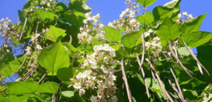 Szivarfa (<i>Catalpa bignonioides</i>)
