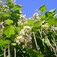 Szivarfa (<i>Catalpa bignonioides</i>)